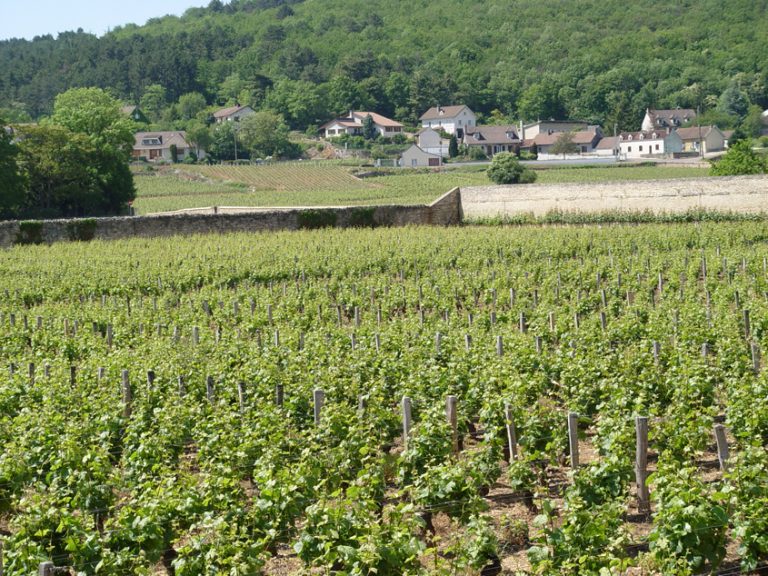 Vigneti di Gevrey-Chambertin sul percorso della quarta tappa del Tour de France Femmes