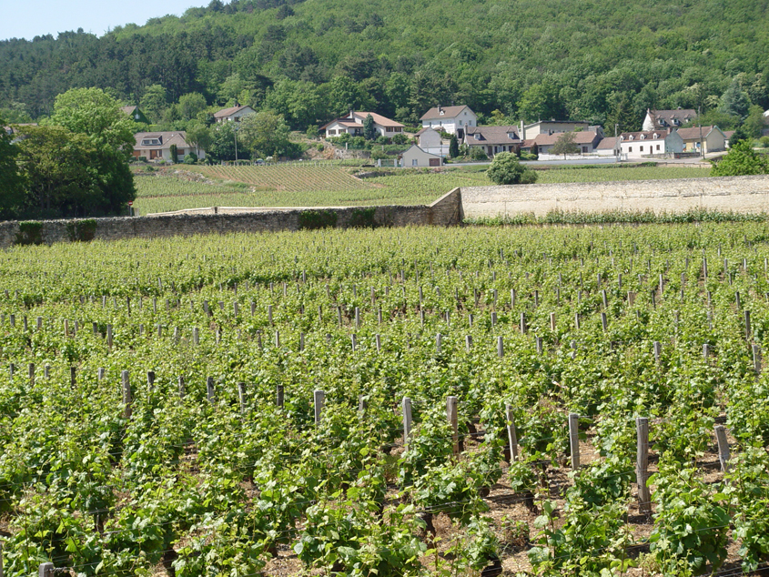 Vigneti di Gevrey-Chambertin sul percorso della quarta tappa del Tour de France Femmes
