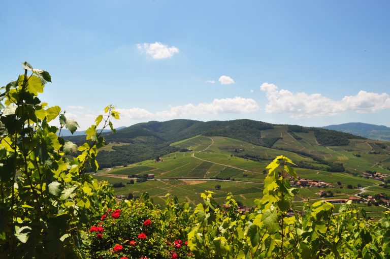 Mont Brouilly nel Beaujolais, passaggio chiave della quinta tappa del Tour de France Femmes