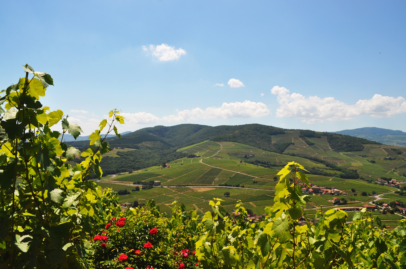 Mont Brouilly nel Beaujolais, passaggio chiave della quinta tappa del Tour de France Femmes