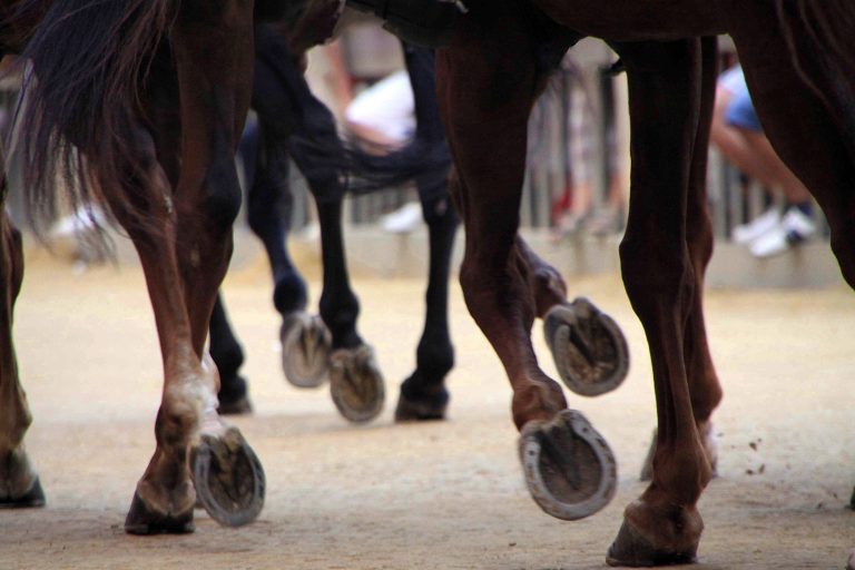 Cavalli in corsa durante il Palio di Siena in Piazza del Campo